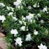 Radicans Creeping Dwarf Gardenia - 3 Gallon Pot -Best Plant Shop gardenia creeping 22