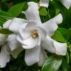 Fool Proof Gardenia - 3 Gallon Pot -Best Plant Shop gardenia fool proof 1 1
