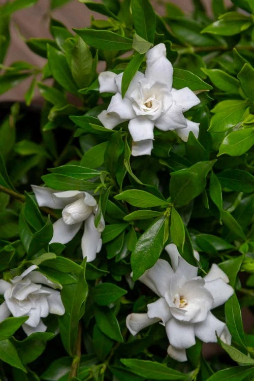 Fool Proof Gardenia - 2 Gallon Pot 6 Fool Proof Gardenia - 2 Gallon Pot - Image 4