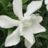 Frost Proof Gardenia - 6 Pack Of 1 Gallon Pots 2 Frost Proof Gardenia - 6 Pack Of 1 Gallon Pots -Best Plant Shop gardenia frost proof 15 1