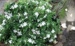 Frost Proof Gardenia - 3 Gallon Pot -Best Plant Shop gardenia frost proof 50