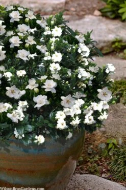 Buttons Gardenia - 6 Pack Of 1 Gallon Pots -Best Plant Shop gardenia jasminoides buttons 10 1