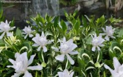 Crescent Moon Dwarf Gardenia - 6 Pack Of 1 Gallon Pots -Best Plant Shop gardenia jasminoides crescent moon dwarf creeping 2 1