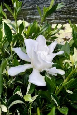 Crescent Moon Dwarf Gardenia - 6 Pack Of 1 Gallon Pots -Best Plant Shop gardenia jasminoides crescent moon dwarf creeping 6 1