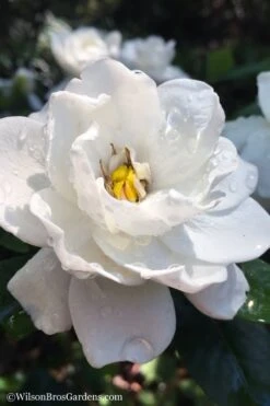 Crown Jewel Gardenia - 1 Gallon Pot -Best Plant Shop gardenia jasminoides crown jewel 11