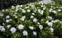 Crown Jewel Gardenia - 1 Gallon Pot -Best Plant Shop gardenia jasminoides crown jewel 12