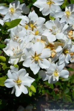 Snow Flurry Hardy Gardenia - 1 Gallon Pot 10 Snow Flurry Hardy Gardenia - 1 Gallon Pot -Best Plant Shop gardenia jasminoides snow flurry 2