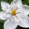 Snow Flurry Hardy Gardenia - 1 Gallon Pot -Best Plant Shop gardenia jasminoides snow flurry 5