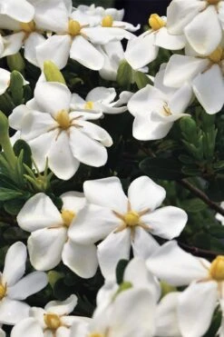 Snow Girl Hardy Dwarf Gardenia - 3 Gallon Pot 11 Snow Girl Hardy Dwarf Gardenia - 3 Gallon Pot -Best Plant Shop gardenia jasminoides snow girl 1