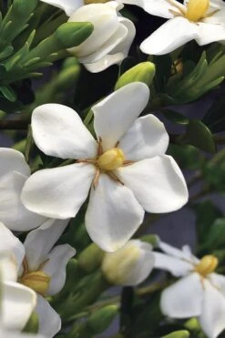 Snow Girl Hardy Dwarf Gardenia - 3 Gallon Pot 12 Snow Girl Hardy Dwarf Gardenia - 3 Gallon Pot -Best Plant Shop gardenia jasminoides snow girl 2