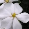 Snow Girl Hardy Dwarf Gardenia - 3 Gallon Pot -Best Plant Shop gardenia jasminoides snow girl 4