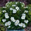 Snow Globe Gardenia - 1 Gallon Pot -Best Plant Shop gardenia jasminoides snow globe 1 1