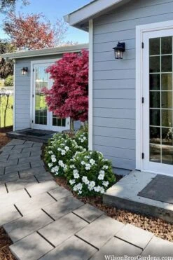 Snow Globe Gardenia - 3 Gallon Pot 11 Snow Globe Gardenia - 3 Gallon Pot -Best Plant Shop gardenia jasminoides snow globe 3