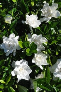 Snow Puff Hardy Gardenia - 7 Gallon Pot -Best Plant Shop gardenia jasminoides snow puff 2