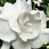 Snow Puff Hardy Gardenia - 3 Gallon Pot 1 Snow Puff Hardy Gardenia - 3 Gallon Pot -Best Plant Shop gardenia jasminoides snow puff 4 1