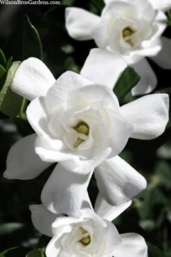 Steady As She Goes Hardy Gardenia - 3 Gallon Pot -Best Plant Shop gardenia jasminoides steady as she goes 1