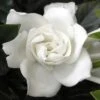 Summer Snow Gardenia - 3 Gallon Pot -Best Plant Shop gardenia jasminoides summer snow 12