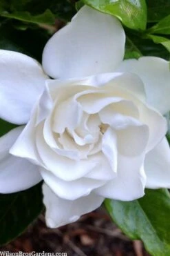 Summer Snow Gardenia - 3 Gallon Pot 17 Summer Snow Gardenia - 3 Gallon Pot -Best Plant Shop gardenia jasminoides summer snow 3
