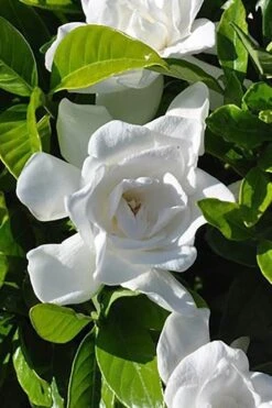 Summer Snow Gardenia - 3 Gallon Pot 14 Summer Snow Gardenia - 3 Gallon Pot -Best Plant Shop gardenia jasminoides summer snow 4