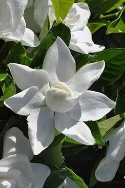 Summer Snow Gardenia - 3 Gallon Pot 16 Summer Snow Gardenia - 3 Gallon Pot -Best Plant Shop gardenia jasminoides summer snow 5