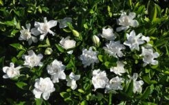 Summer Snow Gardenia - 3 Gallon Pot 15 Summer Snow Gardenia - 3 Gallon Pot -Best Plant Shop gardenia jasminoides summer snow 9
