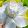 Gold Doubloon Gardenia - 3 Gallon Pot 2 Gold Doubloon Gardenia - 3 Gallon Pot -Best Plant Shop gardenia ogon no hana gold doubloon 10