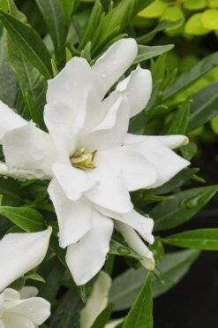 Radicans Creeping Dwarf Gardenia - 1 Gallon Pot -Best Plant Shop gardenia radicans 22 2