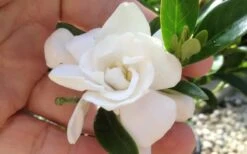 Jubilation Gardenia - 2.5 Quart Pot 10 Jubilation Gardenia - 2.5 Quart Pot -Best Plant Shop gardeniajubilation 4