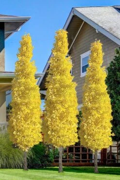 Sky Tower Ginkgo Maidenhair Tree (Male) - 5 Gallon Pot