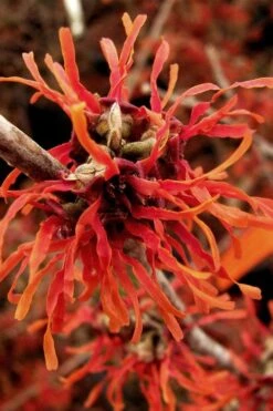 Diane Red Witch Hazel (Hamamelis X Intermedia) - 7 Gallon Pot -Best Plant Shop hamamelis intermedia diane witch hazel 2