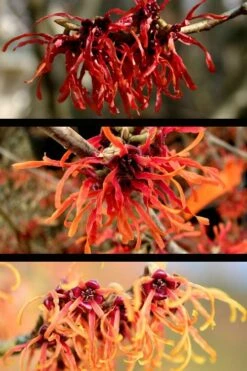 Diane Red Witch Hazel (Hamamelis X Intermedia) - 7 Gallon Pot -Best Plant Shop hamamelis intermedia diane witch hazel 5
