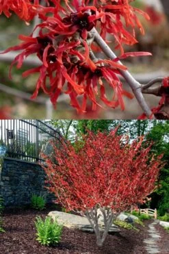 Diane Red Witch Hazel (Hamamelis X Intermedia) - 7 Gallon Pot -Best Plant Shop hamamelis intermedia diane witch hazel 8
