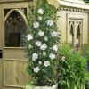 White Pillar Rose Of Sharon - 3 Gallon Pot -Best Plant Shop hibiscus syriacus white pillar rose of sharon 21