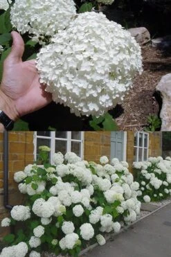 Annabelle Hydrangea - 3 Gallon Pot -Best Plant Shop hydrangea annabelle 2 500x750 1