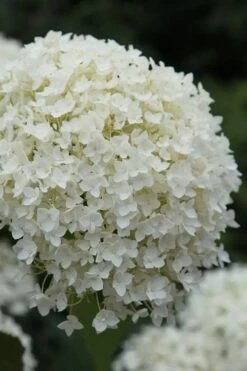 Annabelle Hydrangea - 3 Gallon Pot -Best Plant Shop hydrangea arborescens annabelle 12