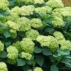 Invincibelle Sublime Smooth Hydrangea - 3 Gallon Pot -Best Plant Shop hydrangea arborescens invincibelle sublime 5