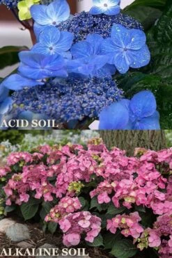 Endless Summer 'Pop Star' Hydrangea - 3 Gallon Pot 9 Endless Summer 'Pop Star' Hydrangea - 3 Gallon Pot -Best Plant Shop hydrangea endless summer pop star 1