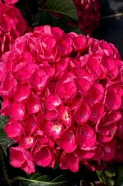 Akadama Hydrangea - 3 Gallon Pot 13 Akadama Hydrangea - 3 Gallon Pot -Best Plant Shop hydrangea macrophylla akadama 6