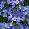 Blue Wave Lacecap Hydrangea - 3 Gallon Pot -Best Plant Shop hydrangea macrophylla blue wave 23