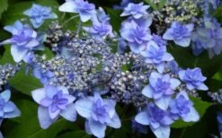 Izu No Hana Lacecap Hydrangea - 3 Gallon Pot -Best Plant Shop hydrangea macrophylla izu no ito 4