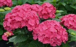 Let's Dance 'Big Band' Dwarf Hydrangea - 3 Gallon Pot -Best Plant Shop hydrangea macrophylla lets dance big band 1
