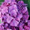 Let's Dance 'Big Band' Dwarf Hydrangea - 3 Gallon Pot -Best Plant Shop hydrangea macrophylla lets dance big band 2