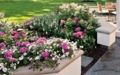 Let's Dance 'Big Band' Dwarf Hydrangea - 3 Gallon Pot -Best Plant Shop hydrangea macrophylla lets dance big band 3