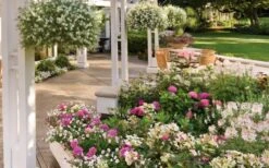 Let's Dance 'Big Band' Dwarf Hydrangea - 3 Gallon Pot -Best Plant Shop hydrangea macrophylla lets dance big band 4