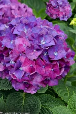 Let's Dance 'Big Band' Dwarf Hydrangea - 3 Gallon Pot -Best Plant Shop hydrangea macrophylla lets dance big band 5