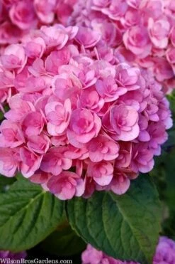 Love Hydrangea - 3 Gallon Pot 11 Love Hydrangea - 3 Gallon Pot -Best Plant Shop hydrangea macrophylla love 1