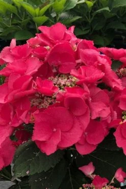 Cherry Explosion Hydrangea - 1 Gallon Pot 9 Cherry Explosion Hydrangea - 1 Gallon Pot -Best Plant Shop hydrangea macrophylla mckay cherry explosion 100