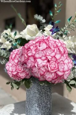 Miss Saori Hydrangea - 1 Gallon Pot 14 Miss Saori Hydrangea - 1 Gallon Pot -Best Plant Shop hydrangea macrophylla miss saori 20