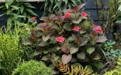 Miss Saori Hydrangea - 1 Gallon Pot 15 Miss Saori Hydrangea - 1 Gallon Pot -Best Plant Shop hydrangea macrophylla miss saori 9