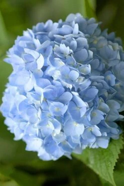 Penny Mac Hydrangea - 1 Gallon Pot 10 Penny Mac Hydrangea - 1 Gallon Pot -Best Plant Shop hydrangea macrophylla penny mac 21